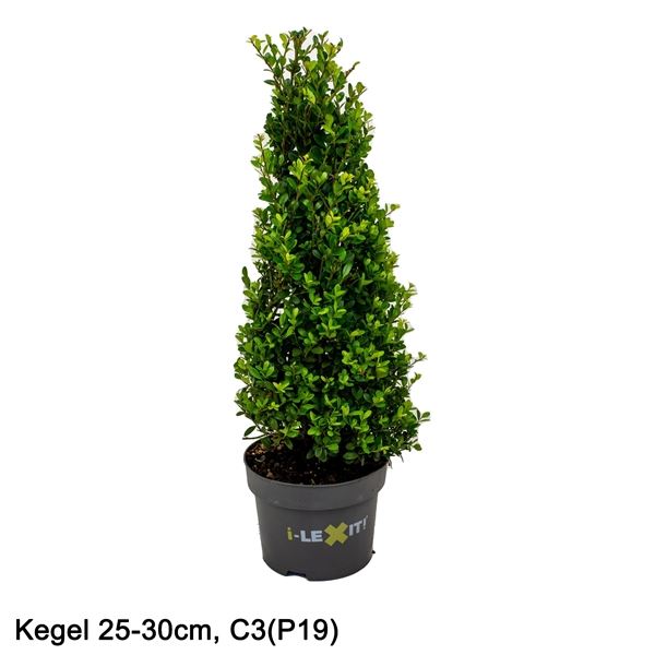 Ilex crenata Dark Green Ilex crenata Dark Green, P19, Cone 25-30cm (1 ...