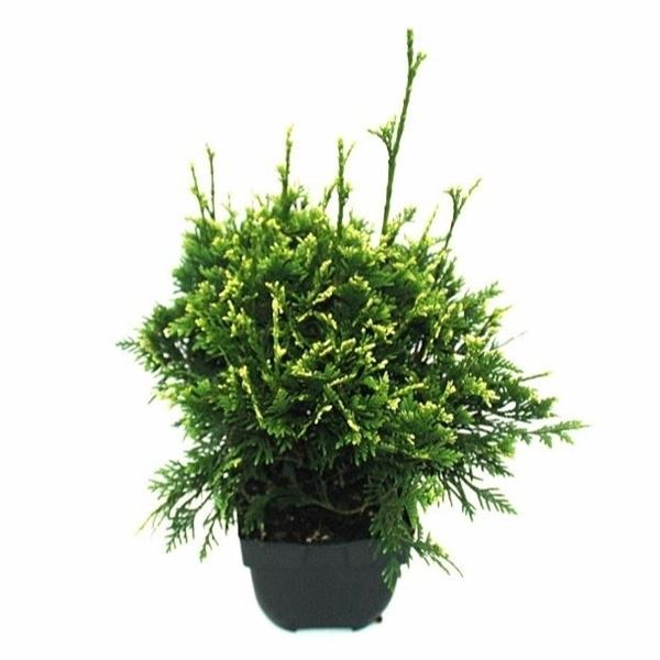 Thuja Can-Can Thuja plicata ‘Can-Can’ P17 (6 Plants/Order)(17cmP 45cmH ...