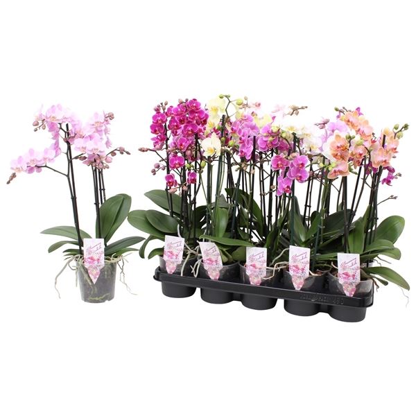 Phalaenopsis Multifloratypes onvert Phal. Multiflora 3-tak mix 30 ...