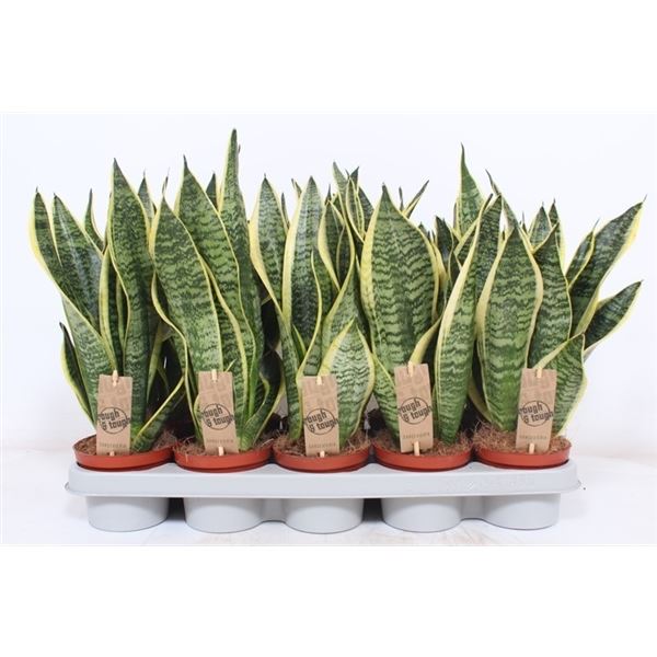 Sansevieria Futura Superba Sansevieria Superba (10 Plants/Order)(12cmP ...