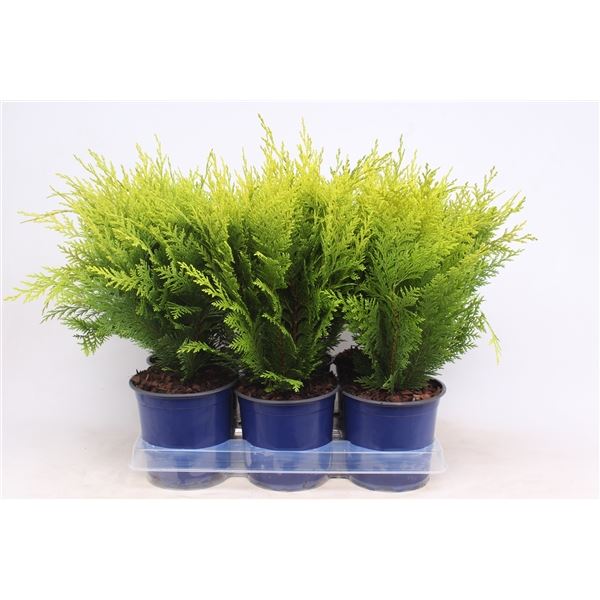 Chamaecyparis Stardust Chamaecyparis lawsoniana ‘Stardust’ (6 Plants ...