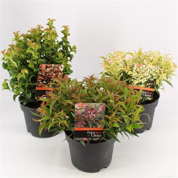 Leucothoe axillaris Leucothoe mix exclusief (6 Plants/Order)(17cmP ...