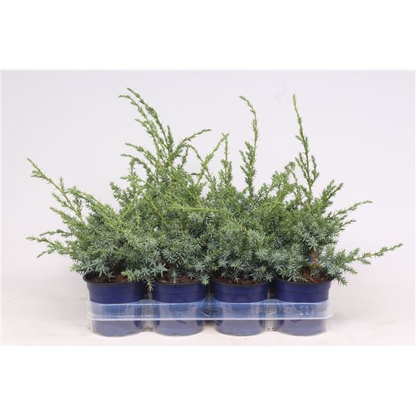 Juniperus chinensis Blue Alps Juniperus chinensis ‘Blue Alps’ (11 ...