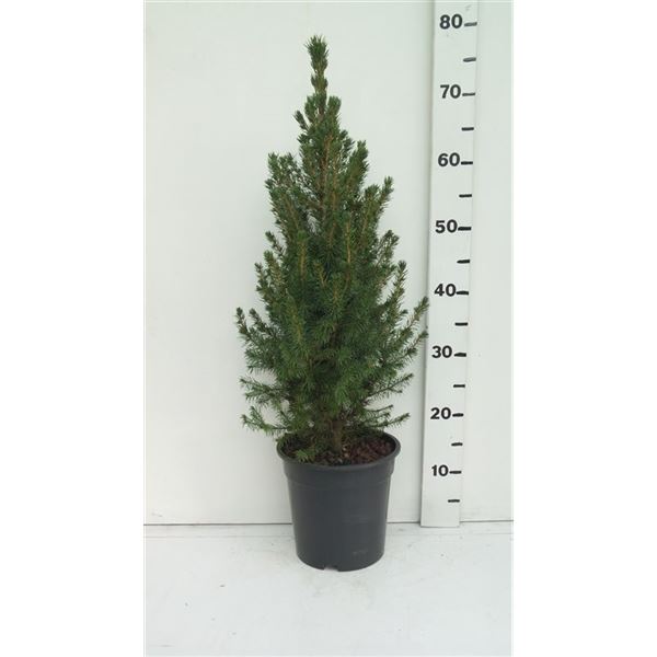 Picea glauca Conica Picea glauca ‘Conica’ (1 Plants/Order)(19cmP 65cmH ...