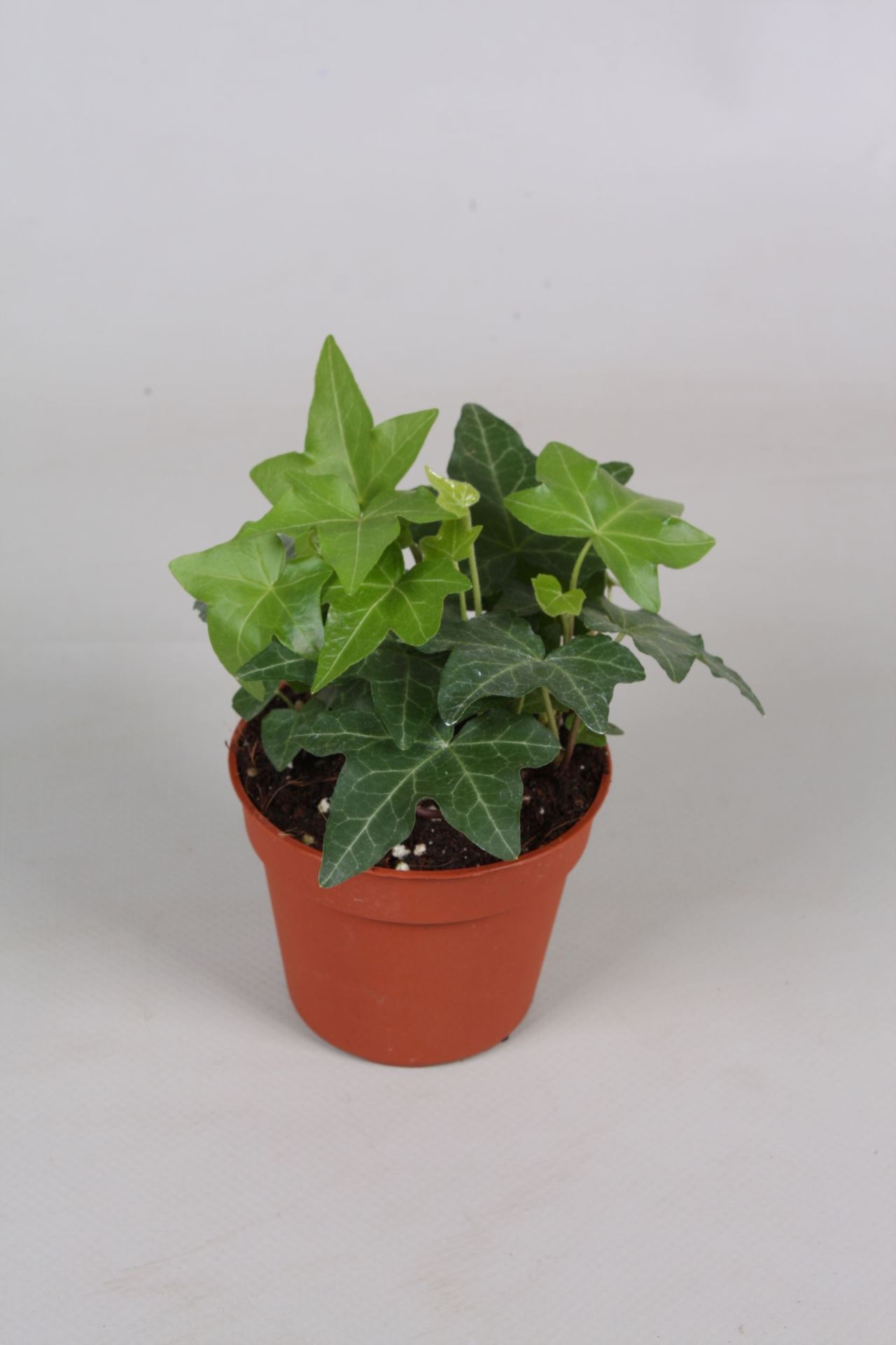 Hedera Hedera helix green (21 Plants/Order)(8.5cmP 5cmH) - The Floral ...