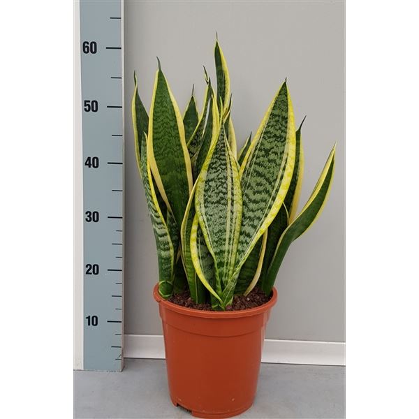 Sansevieria Laurentii Sanseveria Laurentii 21cm (1 Plants/Order)(21cmP ...