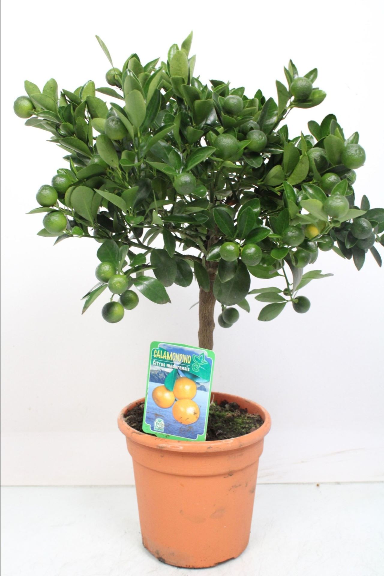 Citrofortunella x microcar Citrus Calamondin Stem (5 Plants/Order ...