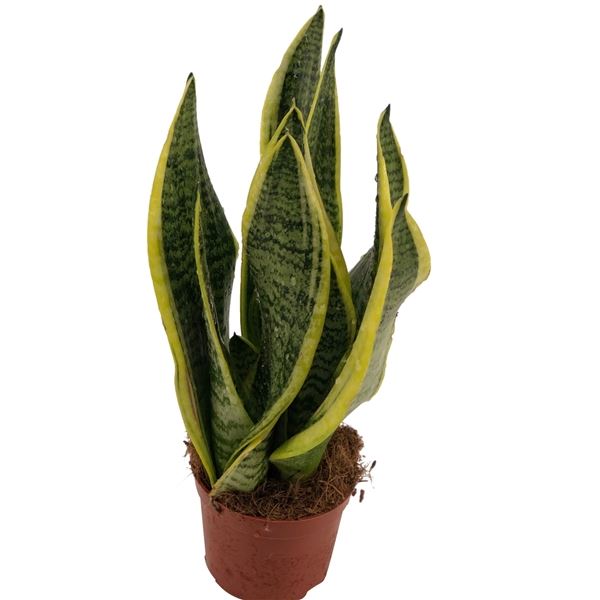 Sansevieria Futura Superba Sansevieria Superba 2pp (18 Plants/Order ...