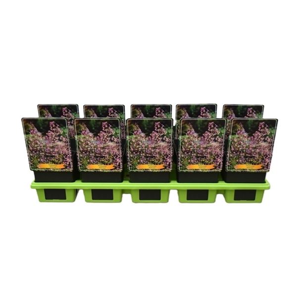 Thalictrum delavayi Thalictrum delavayi P11 (10 Plants/Order)(11cmP ...