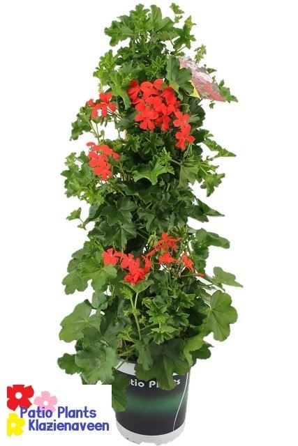 Pelargonium Balkon red Pelargonium Peltatum red 19 pir (3 Plants/Order ...