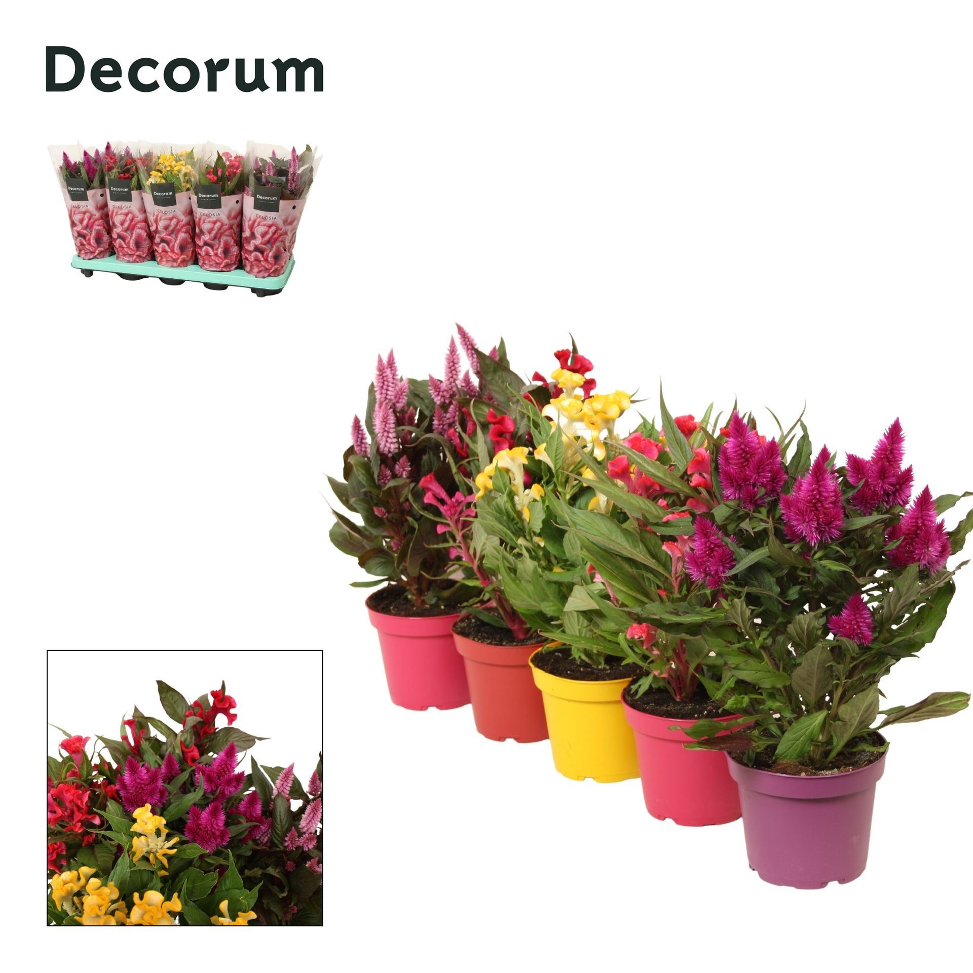 Celosia Celosia mix 5×2 with sleeve | Decorum (10 Plants/Order)(12cmP ...