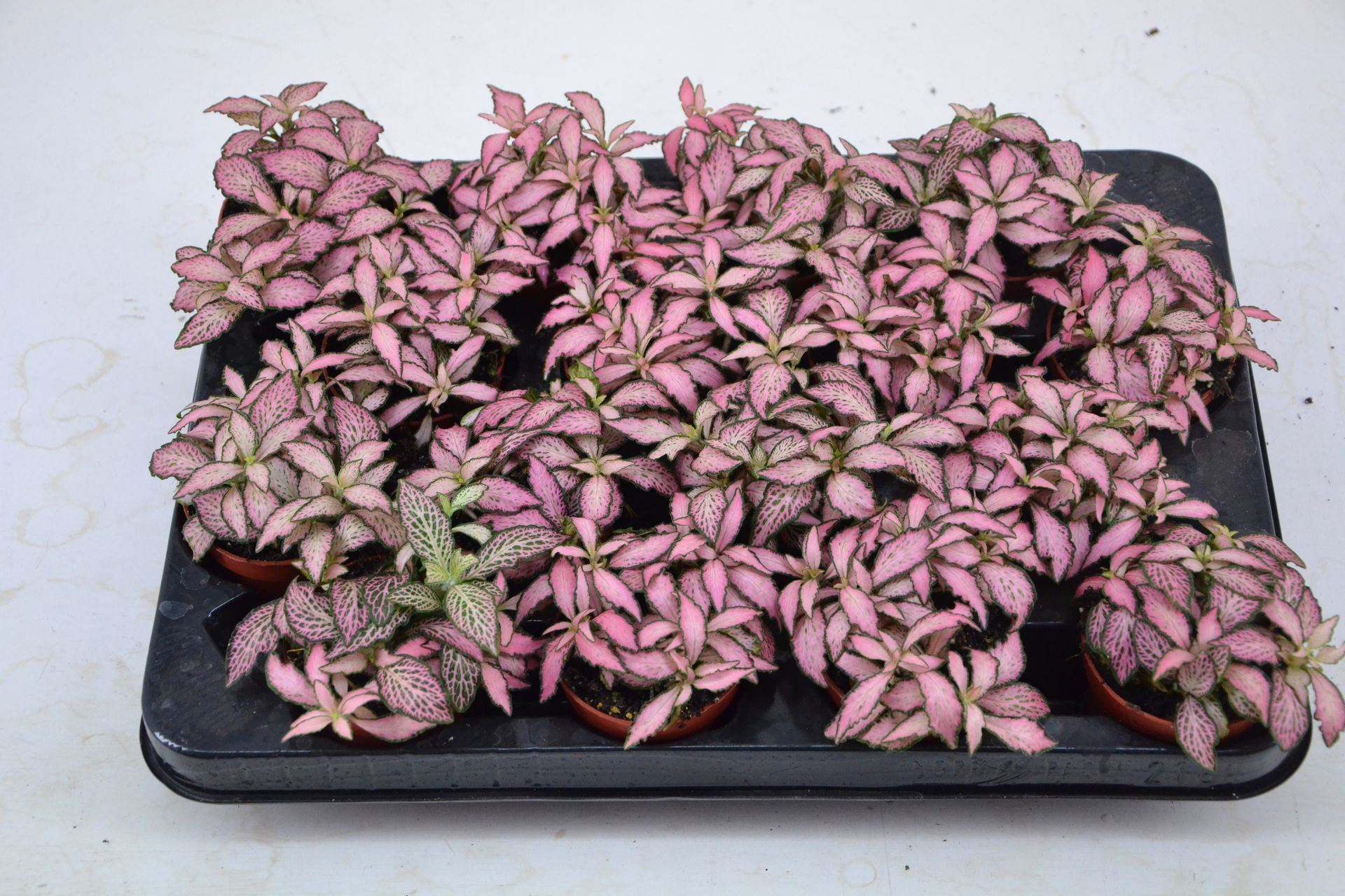 Fittonia Mosaic Pink Forest Flame fittonia pink forest flame 7 cm Pot ...