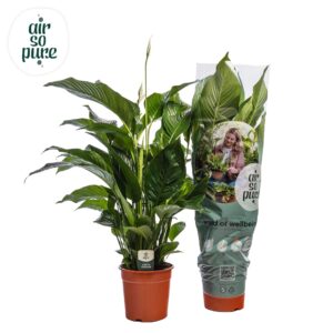 Spathiphyllum Sweet Silvana Spathiphyllum 'Sweet Silvana' ASP
(1 Plants/Order)(24cmP 100cmH)