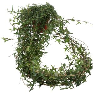 Hedera Tres Coupe Hedera helix Sagittaefolia long plant
(6 Plants/Order)(13cmP 90cmH)