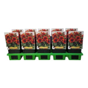 Gaillardia Gaillardia 'Spintop Yellow Touch' P11
(10 Plants/Order)(11cmP 25cmH)