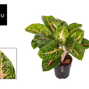 Aglaonema Spring Red Aglaonema Spring Red
(3 Plants/Order)(19cmP 55cmH)