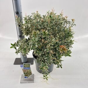 Pieris Pieris jap. ‘Little Frosty’ PBR
(1 Plants/Order)(23cmP 45cmH)