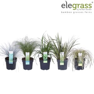 Siergrassen mix Grassen mix laag - Elegrass Hardy and Evergreen P14
(6 Plants/Order)(14cmP 30cmH)