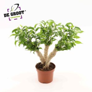 Ficus Natasja Ficus Crazy Tree
(10 Plants/Order)(12cmP 35cmH)