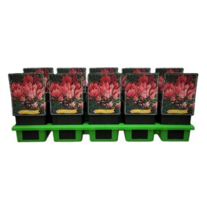 Astilbe Europa Astilbe japonica 'Europa' P11
(10 Plants/Order)(11cmP 25cmH)