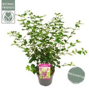 Syringa Syringa 'Bloomerang Dark Purple' ®
(1 Plants/Order)(19cmP 40cmH)