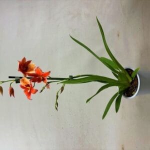 Cambria Nelly Isler Cambria Nelly Orange 1tak
(10 Plants/Order)(12cmP 55cmH)