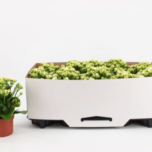 Kalanchoe pink Flowers Elsa Kalanchoe Double White, in kraag
(10 Plants/Order)(10.5cmP 23cmH)