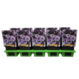 Phlox Paniculata Phlox Paniculata 'Swizzle Blue' P11
(10 Plants/Order)(11cmP 25cmH)
