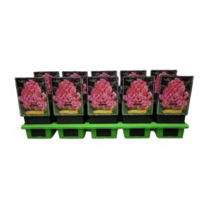 Phlox Paniculata Phlox paniculata 'Brilliant' P11
(10 Plants/Order)(11cmP 25cmH)