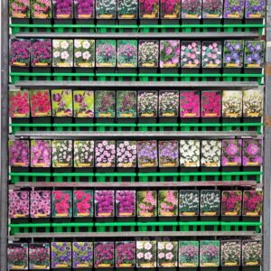 Geranium sanguineum Geranium mix CC P11
(10 Plants/Order)(11cmP 25cmH)