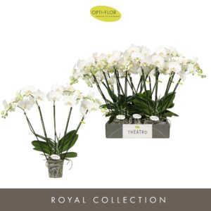 Phalaenopsis white more Ripsen Theatro Jazz 5 spike
(5 Plants/Order)(12cmP 60cmH)