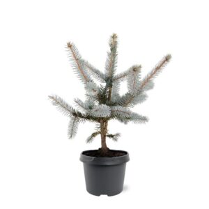 Picea pungens Hoopsii Picea pungens 'Hoopsii'
(1 Plants/Order)(23cmP 50cmH)