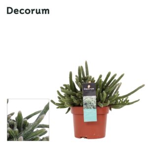 Rhipsalis baccifera subsp. horrida Rhipsalis baccifera Horrida 10,5
(8 Plants/Order)(10.5cmP 20cmH)