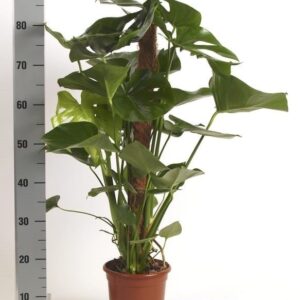 Monstera deliciosa monstera
(5 Plants/Order)(19cmP 100cmH)