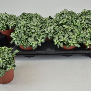 Fittonia Mosaic White Tiger FITTONIA WHITE TIGER 12 CM
(9 Plants/Order)(12cmP 20cmH)