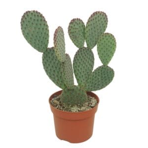 Opuntia microdasys macrocalyx 12 cm
(6 Plants/Order)(12cmP 20cmH)