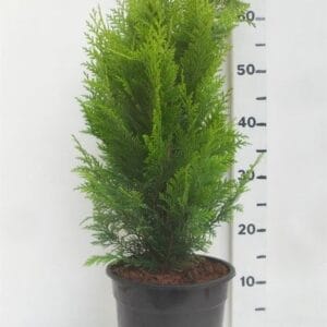 Chamaecyparis Stardust Chamaecyparis l. 'Stardust'
(1 Plants/Order)(19cmP 65cmH)