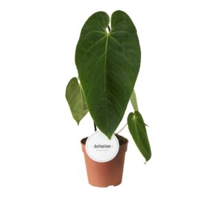 Anthurium Leaf Anthurium Queremalense
(8 Plants/Order)(12cmP 45cmH)