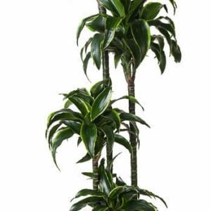 Dracaena Dorado Dracaena Dorado 120-90-60-30
(1 Plants/Order)(27cmP 180cmH)