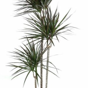 Dracaena Magenta Dracaena Magenta 90-60-30
(1 Plants/Order)(24cmP 150cmH)