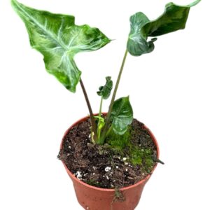 Alocasia Alocasia Teletubbies
(2 Plants/Order)(10.5cmP 20cmH)
