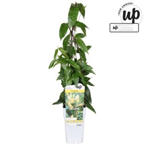 Lonicera Copper Beauty Lonicera henryi Copper Beauty P15
(10 Plants/Order)(15cmP 65cmH)