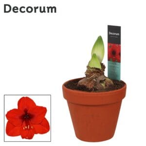 Hippeastrum Amaryllis Royal Red 2 bud Terracotta Steen OP
(7 Plants/Order)(13cmP 25cmH)