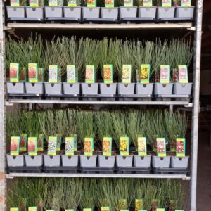 Cytisus Cytisus mix Laag
(8 Plants/Order)(13cmP 45cmH)