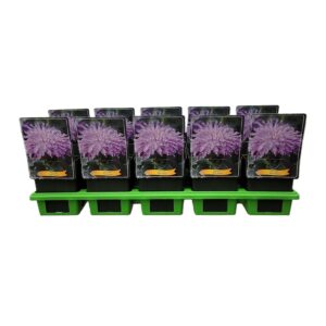 Monarda didyma Monarda 'Blue Moon' P11
(10 Plants/Order)(11cmP 25cmH)