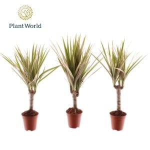 Dracaena Bicolor Tiny Tummy Dracaena Bicolor
(20 Plants/Order)(5.5cmP 30cmH)
