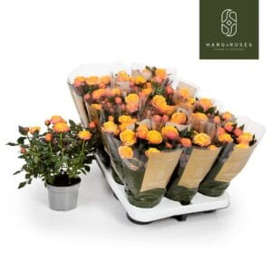 Rosa Firebird Kordana Grande Rosa Kordana Grande Firebird
(15 Plants/Order)(10.5cmP 25cmH)