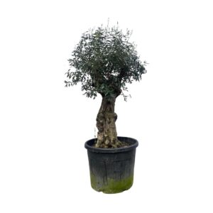 Olea europaea Olea Europaea Bonsai - 210cm
(1 Plants/Order)(80cmP 210cmH)
