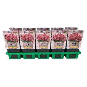 Saxifraga Pixie Saxifraga Pixie Red P11
(10 Plants/Order)(11cmP 25cmH)