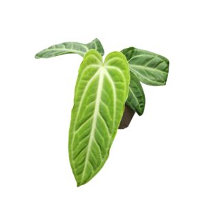 Anthurium Leaf Anthurium Villenaorum
(5 Plants/Order)(9cmP 15cmH)